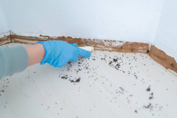 Best Pest Prevention Services  in Westlake, TX